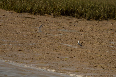 High angle view of bird on beach