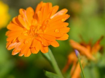 Close-up of orange flower