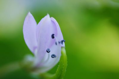 Close-up of insect on purple flowering plant