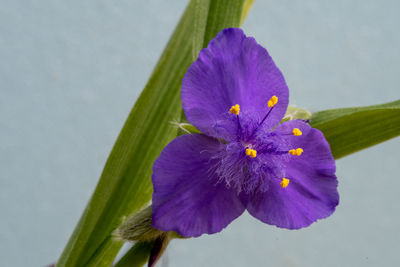 Close-up of purple iris flower