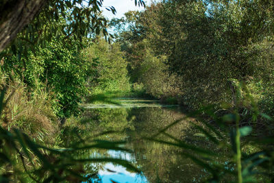 Scenic view of lake in forest