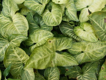 Detail shot of green leaves