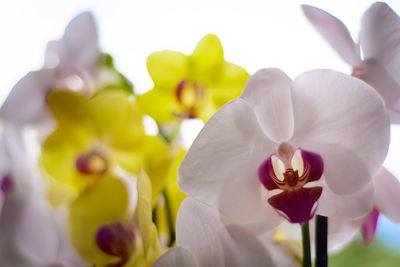 Close-up of white orchids