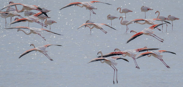 Flock of birds flying over sea