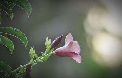 Close-up of flower blooming outdoors