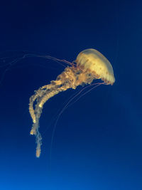 Close-up of jellyfish swimming in sea