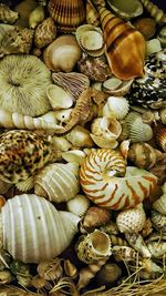 Close-up of shells