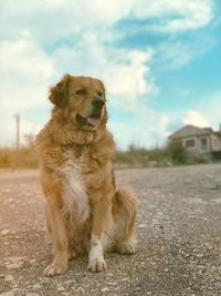 Dog looking away while sitting on land