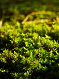 Close-up of moss growing on field