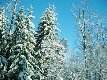 Low angle view of pine trees against sky during winter