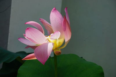 Close-up of pink water lily