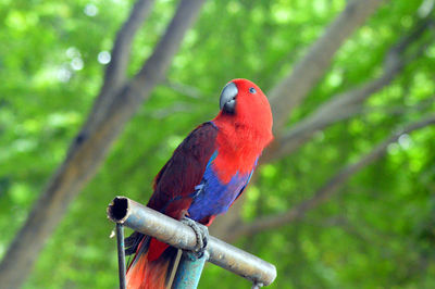 A red parrot perched on the iron rod photo