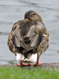 Close-up of a bird