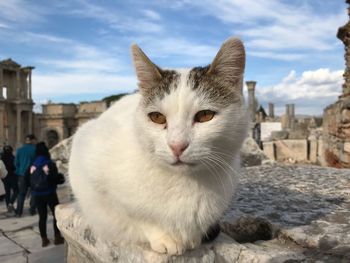 View of a cat looking at city