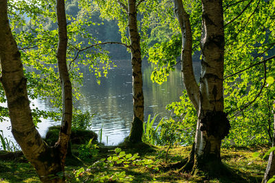 Trees by lake in forest