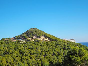 Plants and trees by building against clear blue sky