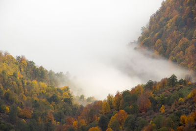 Scenic view of forest against clear sky