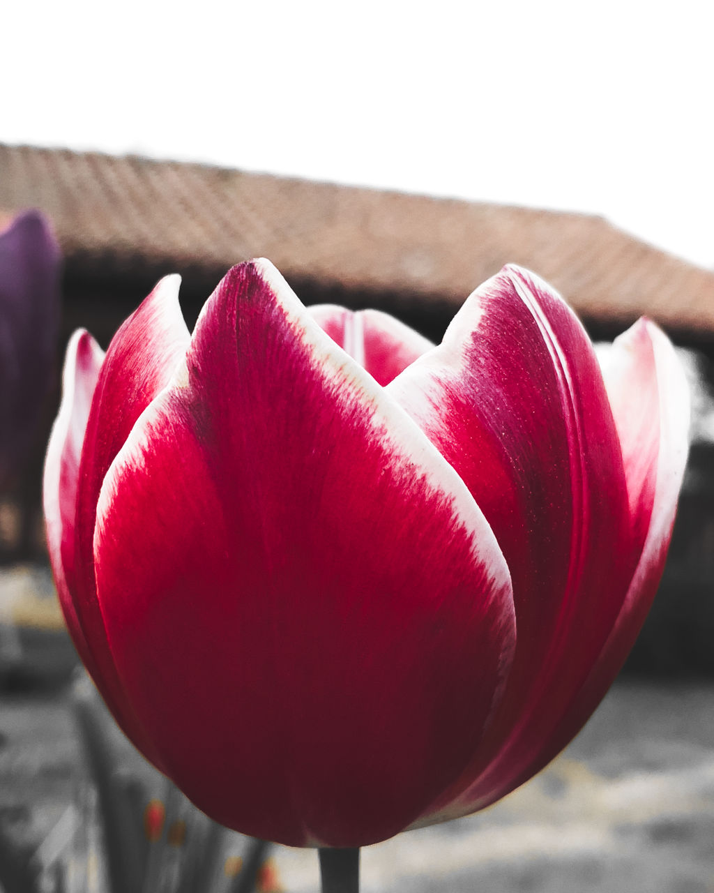 pink, red, flower, petal, close-up, freshness, tulip, plant, focus on foreground, beauty in nature, nature, flowering plant, no people, day, outdoors, fragility, heart shape