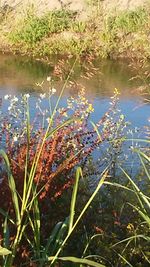 Plants growing by lake