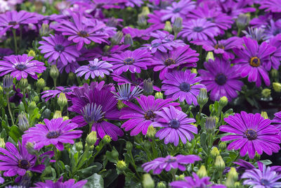 Close-up of purple flowers