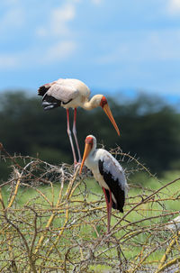 Close-up of birds perching on branch