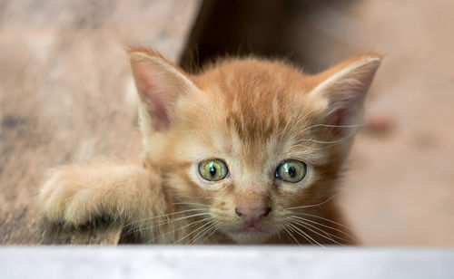 Close-up portrait of cat