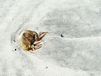 High angle view of crab on sand