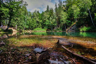 Scenic view of lake in forest