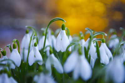 Close-up of white flowering plant