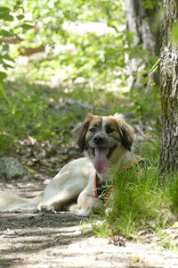 Dog in a forest