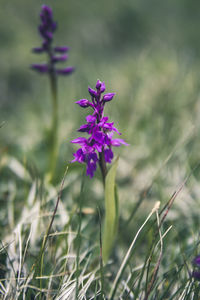 Close-up of purple flowering plant on field