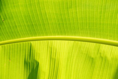 Full frame shot of palm leaves