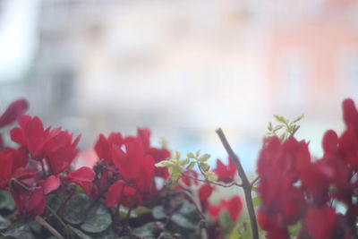 Close-up of red flowers blooming outdoors