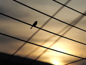 Low angle view of bird perching on a silhouette wire