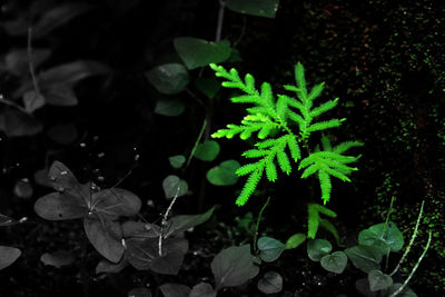 Close-up of plants at night