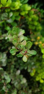 Close-up of green leaves
