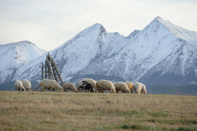 Horses on field against mountains