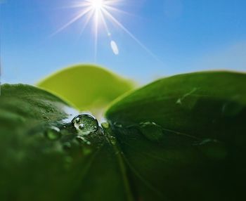 Close-up of raindrops on green leaves