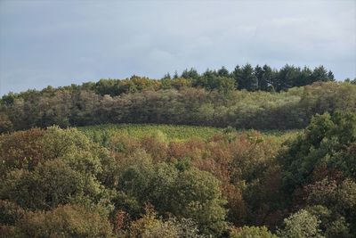 Plants growing on land against sky