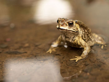 Close-up of a lizard on land