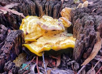 Close-up of mushrooms growing on rock