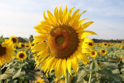 Close-up of sun flower