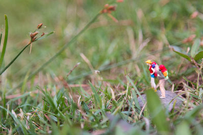 Close-up of red flowers blooming on field