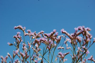 Close-up of purple flowers blooming against sky