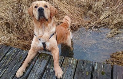 Portrait of dog standing on water