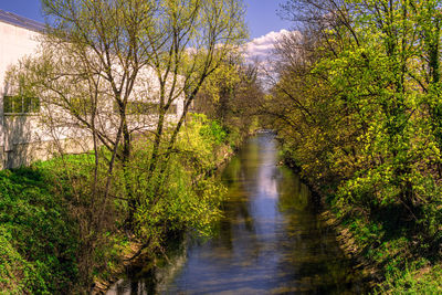 River amidst trees in forest