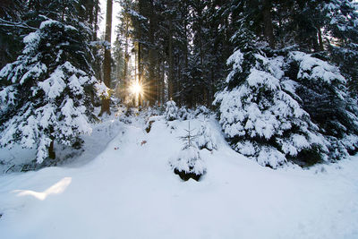 Snow covered land and trees