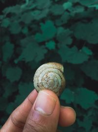 Cropped hand of person holding shell