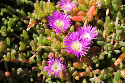 Close-up of pink flowers