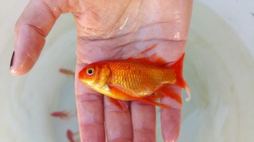 Close-up of hand holding fish